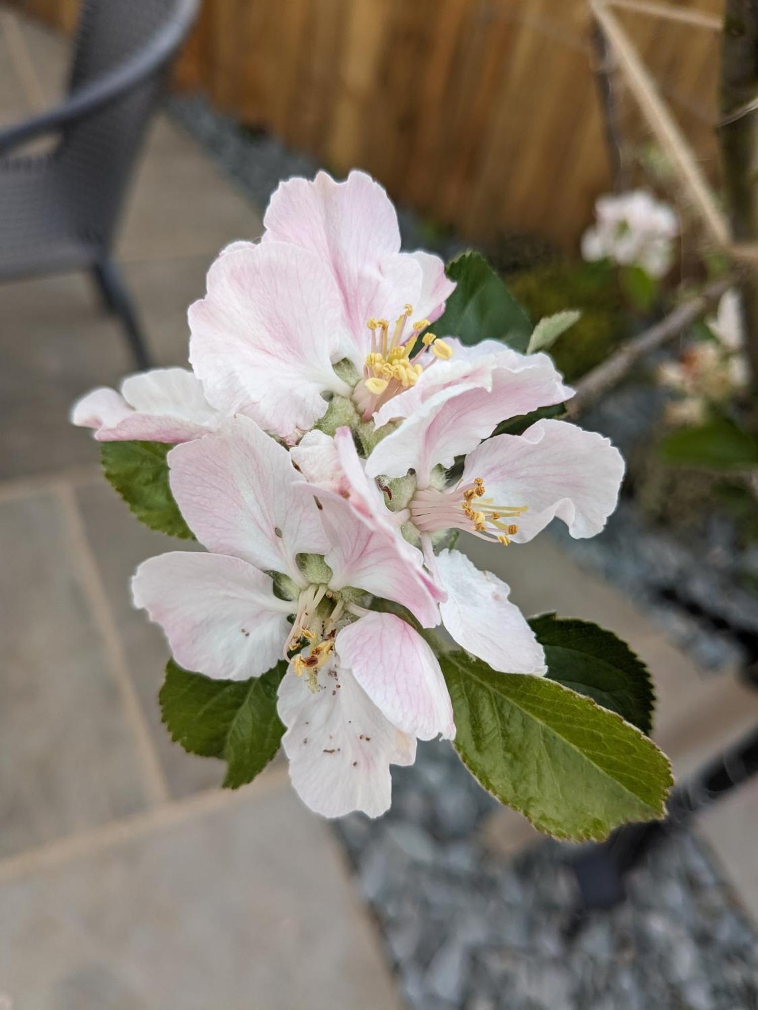 Rosegarth Bed And Breakfast Marton near Pickering Exteriör bild
