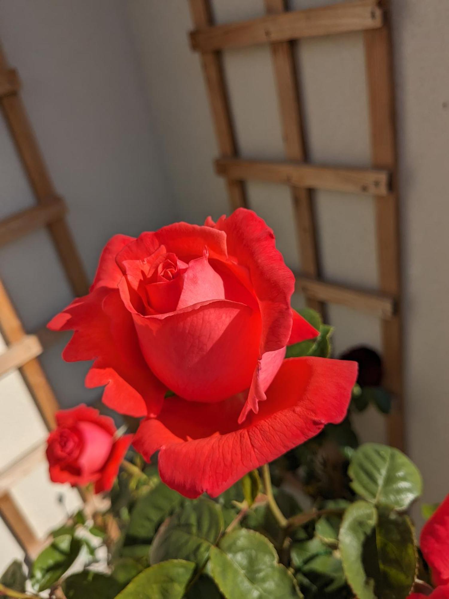 Rosegarth Bed And Breakfast Marton near Pickering Exteriör bild